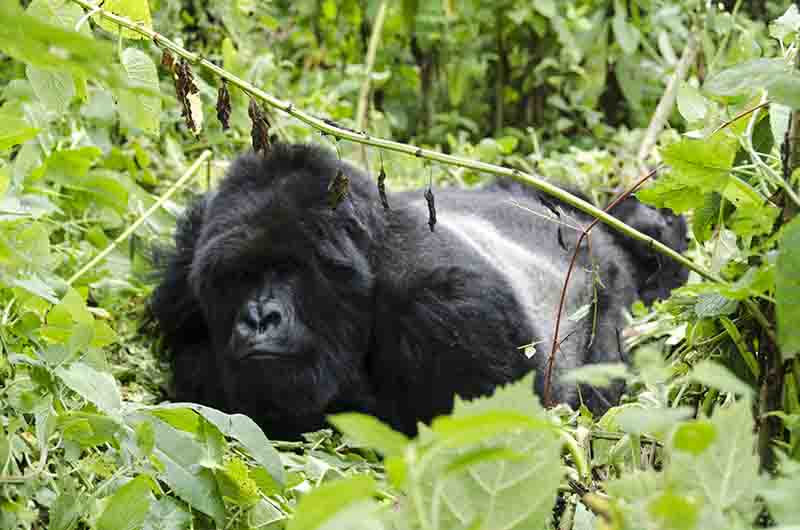 13 - Gorila - selva de Virunga - parque nacional de los volcanes - Ruanda